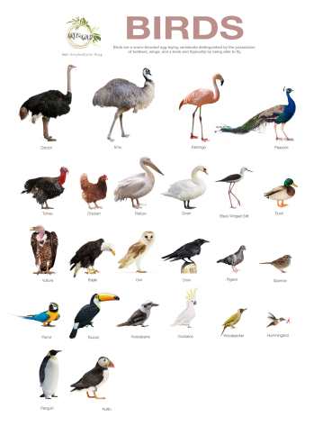 Birds-Poster-A4-By-www.Greyandgold.blog
